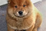 Chow Chow