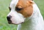Amstaff