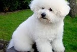 Bichon Frise