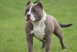 9 sfaturi utile in dresarea unui Pitbull