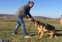 Dresaj Caine Targu Mures Dresaj canin Tg Mures - Romulus Toma