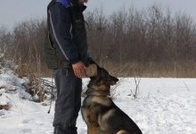 Dresaj Caine Slatina Smart Dogs Club Slatina