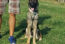 Dresaj Caine Slatina Smart Dogs Club Slatina