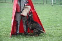 Dresaj Caine Slatina Smart Dogs Club Slatina