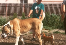 Dresaj Caine Satu Mare Dresaj Canin Satu Mare - DRESAJ JOKER K9