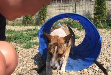 Dresaj Caine Satu Mare Dresaj Canin Satu Mare - DRESAJ JOKER K9