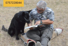 Dresaj Caine Bucuresti-Sector 2 Dresaj Canin Sector 2 - SMART DOGS