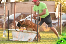 Dresaj Caine Poiana Brasov Dresaj Canin Poiana Brasov - SMART DOGS