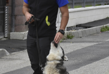 Dresaj Caine Poiana Brasov Dresaj Canin Poiana Brasov - SMART DOGS