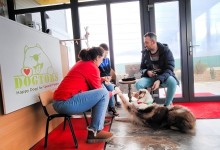 Dresaj Caine Bucuresti-Sector 1 Hotel Dresaj Canin Bucuresti - DOGTORS - By Asociația Magidream