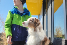 Dresaj Caine Bucuresti-Sector 1 Hotel Dresaj Canin Bucuresti - DOGTORS - By Asociația Magidream