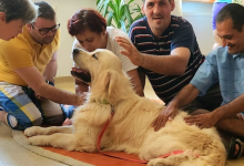 Dresaj Caine Bucuresti-Sector 1 Hotel Dresaj Canin Bucuresti - DOGTORS - By Asociația Magidream