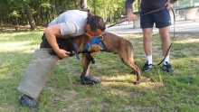 Dresaj Caine Bistrita Dresaj Canin Bistrita