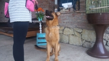 Dresaj Caine Bistrita Dresaj Canin Bistrita
