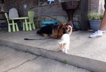 Dresaj Caine Bistrita Dresaj Canin Bistrita