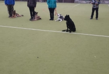 Dresaj Caine Bistrita Dresaj Canin Bistrita