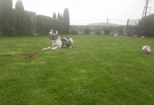 Dresaj Caine Bistrita Dresaj Canin Bistrita