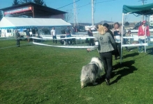 Dresaj Caine Bistrita Dresaj Canin Bistrita