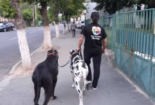 Dresaj Caine Bistrita Dresaj Canin Bistrita
