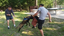 Dresaj Caine Bistrita Dresaj Canin Bistrita