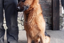 Dresaj Caine Bistrita Dresaj Canin Bistrita