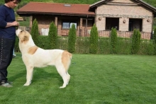 Dresaj Caine Bistrita Dresaj Canin Bistrita