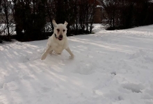 Dresaj Caine Bistrita Dresaj Canin Bistrita