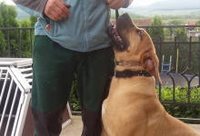 Dresaj Caine Bistrita Dresaj Canin Bistrita