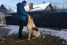 Dresaj Caine Pipera Dresaj Canin Bucuresti - Pipera