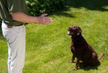 Dresaj Caine Buhusi Dresaj Canin Buhusi