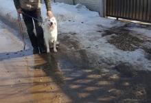Dresaj Caine Bucuresti-Sector 4 Dresaj canin Bucuresti Sector 4 - George Laurentiu Bratu