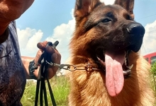 Dresaj Caine Bucuresti-Sector 5 Dresaj canin Bucuresti Sector 5 - George Laurentiu Bratu