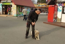 Dresaj Caine Bucuresti-Sector 4 Dresaj canin Bucuresti Sector 4 - George Laurentiu Bratu