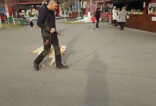 Dresaj Caine Bucuresti-Sector 4 Dresaj canin Bucuresti Sector 4 - George Laurentiu Bratu