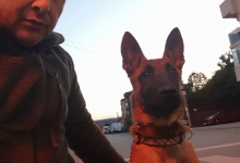 Dresaj Caine Bucuresti-Sector 5 Dresaj canin Bucuresti Sector 5 - George Laurentiu Bratu