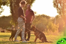 Dresaj Caine Adjud Smart Dogs Club Adjud