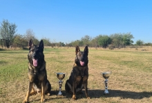Dresaj Caine Baicoi Dresaj Caini Baicoi - Smart Dogs Club 