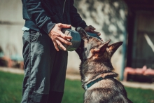 Dresaj Caine Buzau Smart Dogs Club Buzau