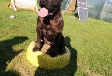 Dresaj Caine Corbeanca Smart Dogs Club Corbeanca