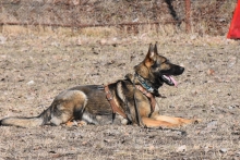 Dresaj Caine Corbeanca Smart Dogs Club Corbeanca