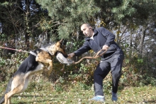 Dresaj Caine Corbeanca Smart Dogs Club Corbeanca