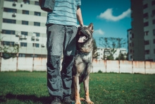 Dresaj Caine Corbeanca Smart Dogs Club Corbeanca
