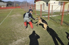 Dresaj Caine Bicaz Smart Dogs Club Neamt
