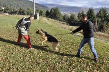 Dresaj Caine Bicaz Smart Dogs Club Neamt