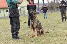 Dresaj Caine Bicaz Smart Dogs Club Neamt