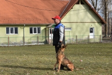 Dresaj Caine Bicaz Smart Dogs Club Neamt