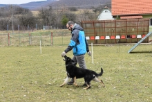 Dresaj Caine Bicaz Smart Dogs Club Neamt