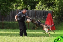 Dresaj Caine Rasnov Dresaj Canin Rasnov - Smart Dogs Club 