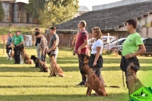 Dresaj Caine Rasnov Dresaj Canin Rasnov - Smart Dogs Club 