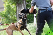 Dresaj Caine Rasnov Dresaj Canin Rasnov - Smart Dogs Club 